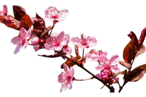 Ciruela Roja Árbol , Ciruelo - Cerezo , Ya Produce , 3 M
