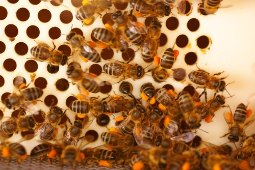 Polvillo / Polvo De Polen De Abejas - Polen Molido