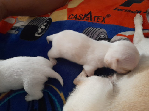 Cachorros Chihuahuas En Venta