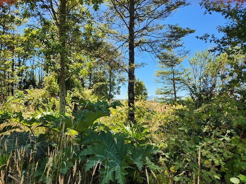 Imagen 7 de 12 de Campito En Venta En Puerto Varas