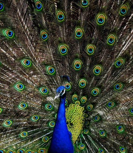 Plumas De Pavo Real