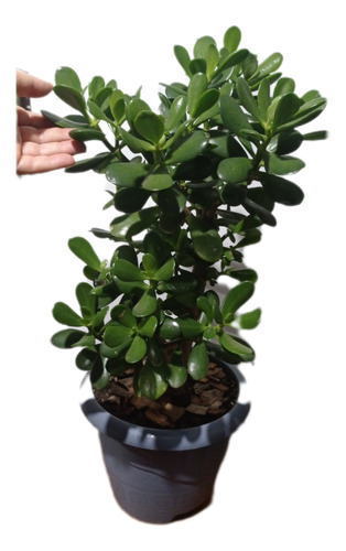 Árbol De Jade, 65cm De Altura Con Maceta