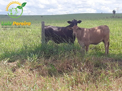 Imagem 2 de 12 de Fazenda À Venda Em Conceição Do Araguaia -pa-4.854.52 Hec. (d. Aptidão) - 2091