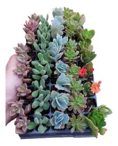 Comprar Plantines Plantas Cactus Suculentas Por Mayor En Bandeja X25