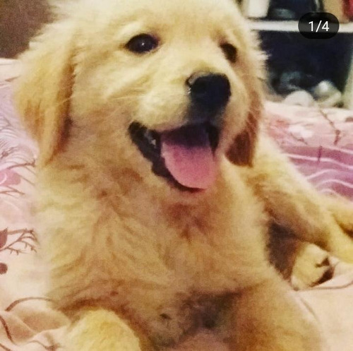 Cachorros Golden Retriever Excelente Genética