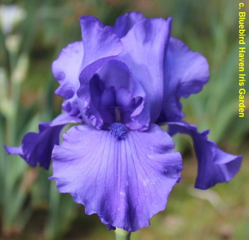 1 Rizoma De Lirios Barbados O Iris Germanica Blue Laster