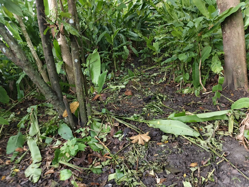 Finca Cienaga Del Opon