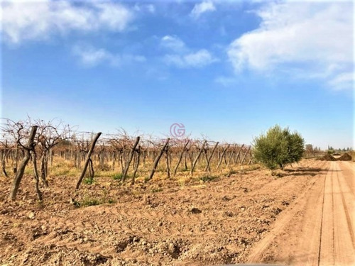 Imagen 5 de 19 de Greenwood Vende Hermosa Finca Con Viñedos, Casa, Galpon Y Pozo Para Riego