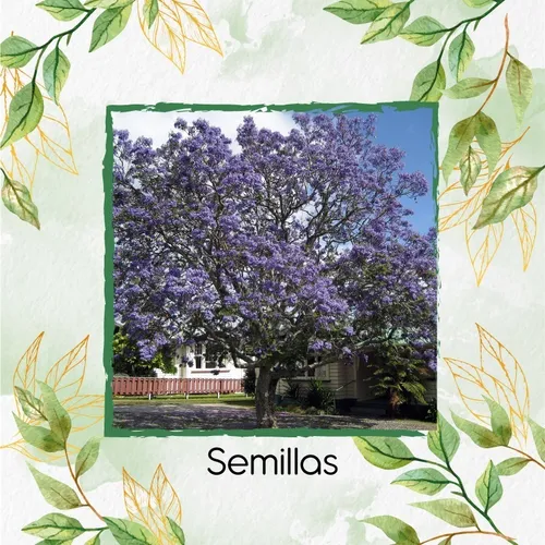 800 Semillas De Árbol Jacaranda Copaia