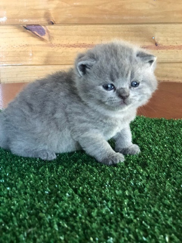  British Shorthair - Uruguay