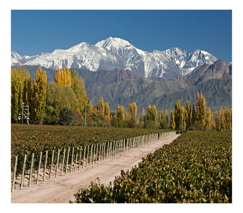 Vino Cuatro Monos Locos Malbec Valle De Uco Pack X3 Unidades