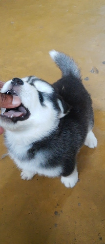 Imagem 4 de 5 de Filhote De Husky Siberiano Pelagem Longa