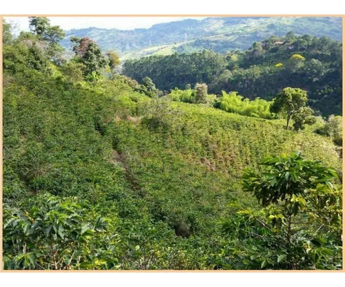 Vendo Finca De 18 Cuadras Para Ganado Y Cerdos A 15 Minutos D Fredonia