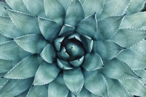 Suculenta Agave Purry Azul 02 Mudas Saudáveis + Brinde!