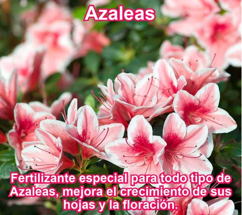 Fertilizante Especial Para Azaleas Por 50 Gr (rinde 12,5 L)