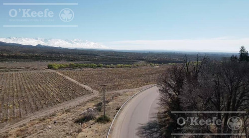 Imagen 19 de 30 de Campo En Venta En Tupungato De 30000 Has - Viñedos De Altura - Nogales - Desarrollo Inmobiliario