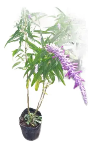 Salvia Leucantha ;salvia Violeta 3lts