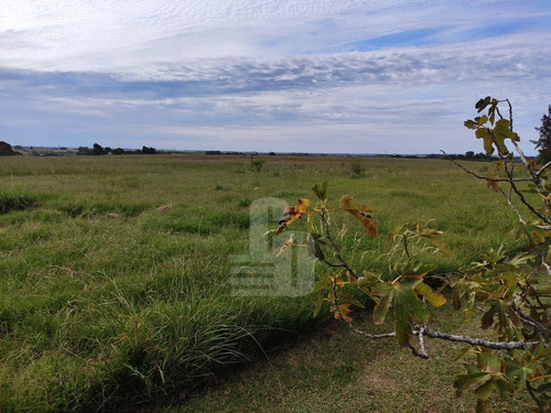 Chacra Orgánica Con Casas - 6,5 Ha En Colonia Este