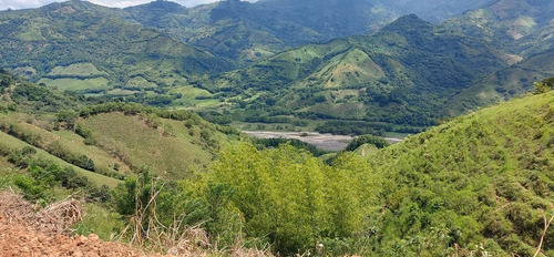 Imagen 19 de 21 de Vendo Finca Ganadera En Balboa Risaralda