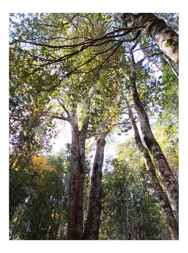 Un Lujo De Parcela Con Bellísimo Y Añoso Bosque Nativo!