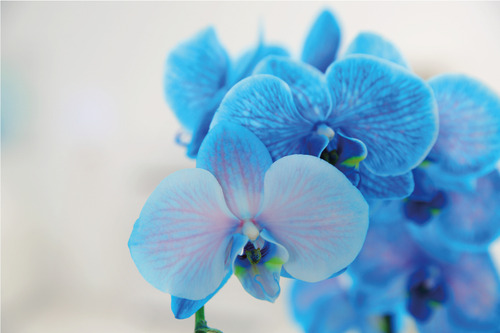 100 Semillas De Orquídea Azul