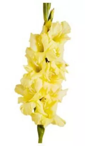 Bulbos De Flores | Gladíolo Amarelo | 06 Unidades | Parcelamento sem juros