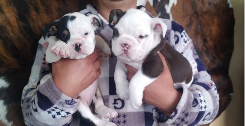 Cachorros Bulldog Ingles H Y M Leer Descripción 850vr