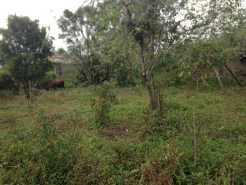 Terreno De Chácara De 3500 Mts No Gaivota-itanhaém 2326 Npc