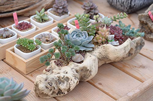Maceta Artificial De Madera Flotante Para Suculentas, De Res