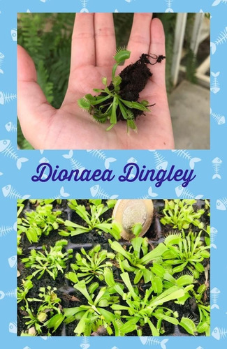 Imagen 2 de 8 de Pack Cultivares Dionaea Muscípula / Carnívora Vitroplant