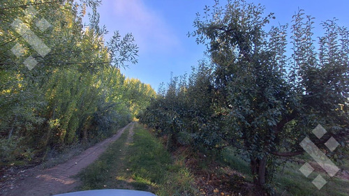 En Venta Chacra De 65 Has, Isla Adelina, Centenario Neuquén.