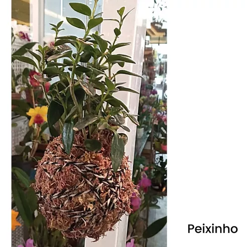 3 Kokedamas Anturio, Peixinho E Orquídea Dendrobium