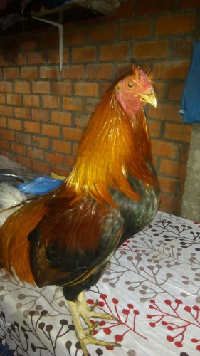 Gallo