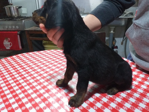 Imagen 4 de 4 de Venta De Cachorra Rottweiler De 2 Meses