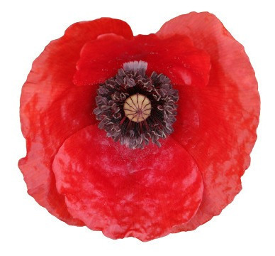 Imagem 2 de 7 de Papoula Das Searas Vermelha Papaver Rhoeas Flor 20 Sementes