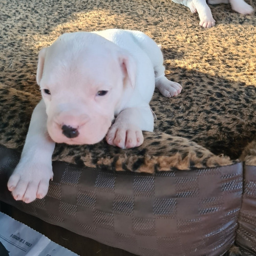 Filhotes Dogo Argentino