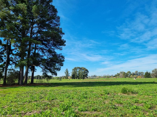 Imagen 2 de 13 de Terreno - Los Pinares C. Club