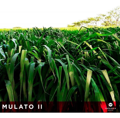 8 Kg. Pasto Mulato Ii Hibrido De Semillas Papalotla