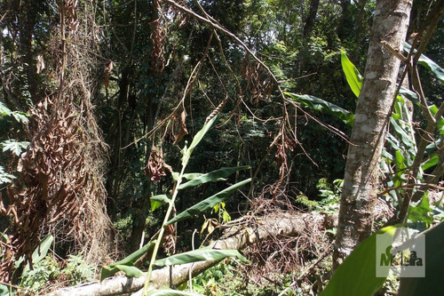 Imagem 11 de 15 de Lote Em Condomínio À Venda No Bosque Residencial Do Jambreiro - Código 274094 - 274094