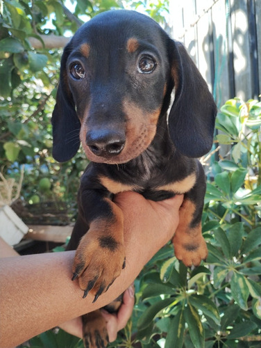 Cachorro Salchicha Dachshund