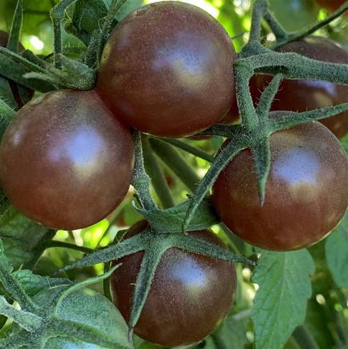 Imagen 2 de 3 de Semillas De Tomate Black Cherry 30 Semillas Por Paquete