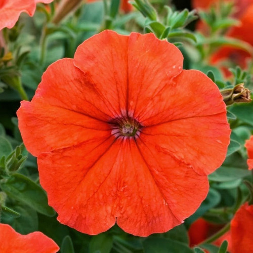 Flor Petúnia Multicoloridas - Frete Grátis