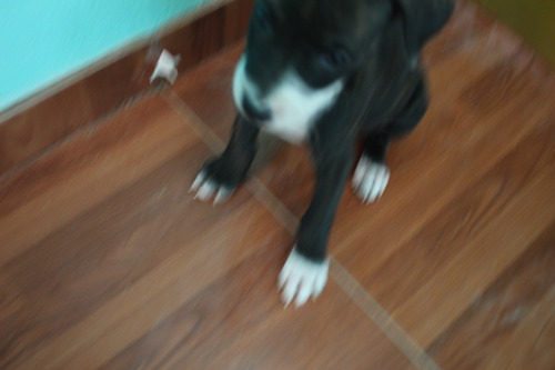 Perros Pitbull Fucion Con Bacunas Y Carnt Para Completar