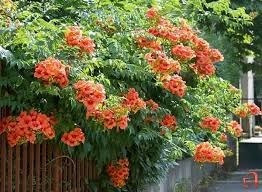 Imagem 3 de 10 de Mudas De Trombeta Chinesa - Campsis Grandiflora
