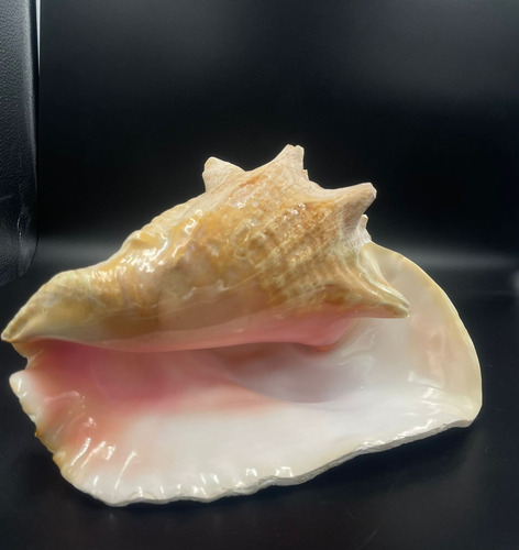 4 Caracolas De Mar Ceremonial, Con Perforacion Para Sonido