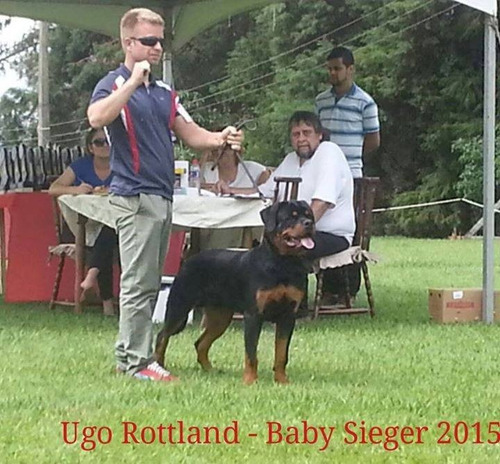Rottweiler Canil N1 Df Filhotes Alto Padrão Entrega Imediata