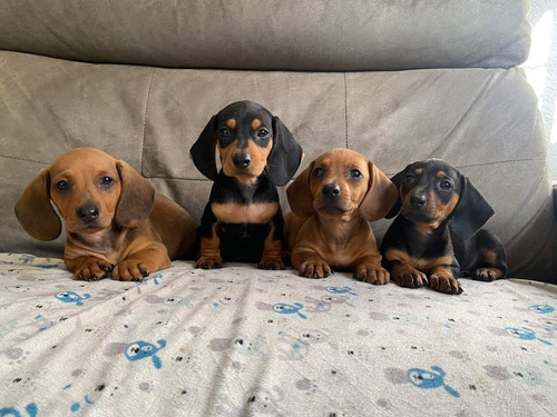 Cachorros Dachshund Salchichas 