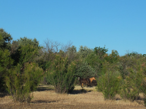 Campo 96ha, Luis Beltrán, Río Negro, Patagonia, Costa De Río.