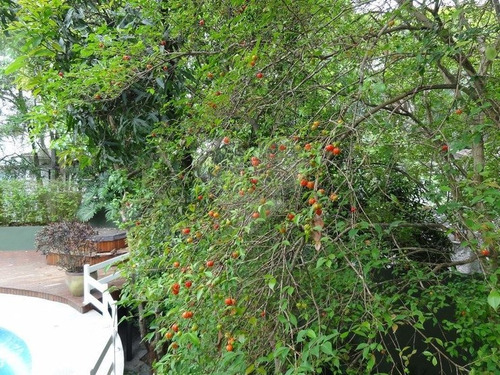 Casa De Alto Padrão Para Venda E Locação No Bairro Barro Branco - Zona Norte - 170-im286566