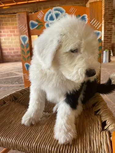 Cachorros Viejo Pastor Inglés Padres Importados